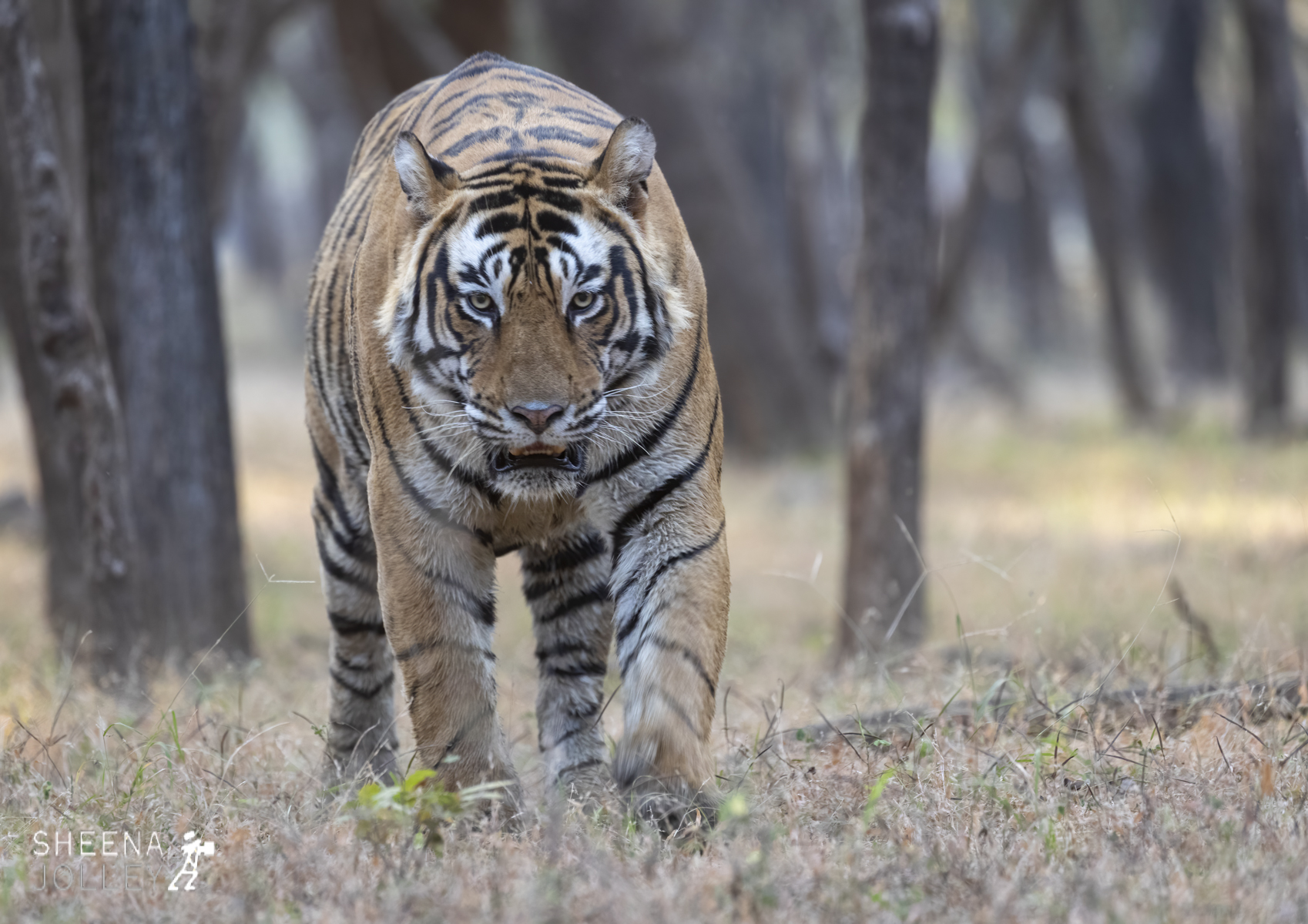 King of the Jungle.jpg - India